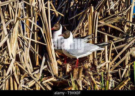 Lachmöwe; Feder schreitet voran und es ist an der Zeit, beginnen Sie mit der Vorbereitung Nest. Stockfoto