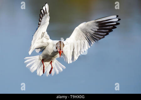 Leicht verärgert Lachmöwe im Flug Stockfoto