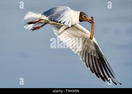 Lachmöwe; Feder schreitet voran und es ist an der Zeit, beginnen Sie mit der Vorbereitung Nest. Stockfoto