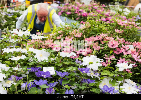 London, Großbritannien. 19. Mai 2019. Vorbereitungen für die Chelsea Flower Show. Foto: Bettina Strenske/Alamy leben Nachrichten Stockfoto