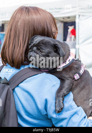 Lymington, Hampshire, Großbritannien. Mai 2019. Ein fabelhaftes Ereignis für Hunde aller Formen, Rassen und Größen am letzten Tag des ersten Dogstival-Events im Pylewell Park Estate, Lymington. Ein müder Mops! Quelle: Carolyn Jenkins/Alamy Live News Stockfoto