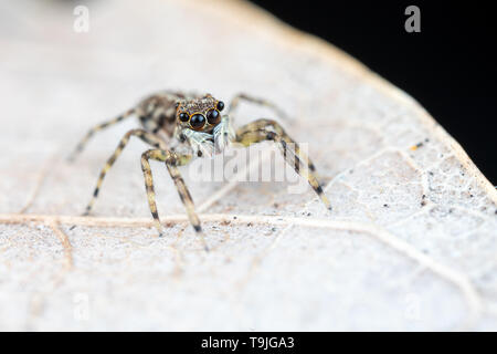 Frewena sp., ein camoflaged Jumping spider aus Australien mit großen Augen und weißen palps Stockfoto