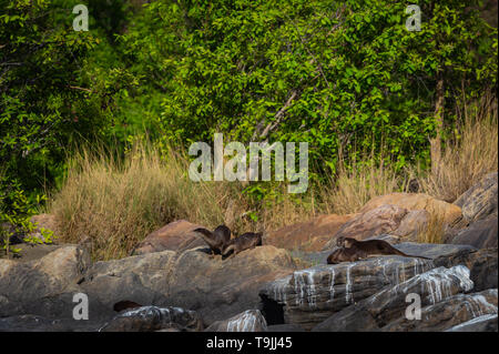 Die Otter der Chambal. Lebensraum Bild von glatten-beschichtete Otter Lutrogale pers Familie Welpen spielen im Morgenlicht auf Felsen mit grünem Hintergrund Stockfoto