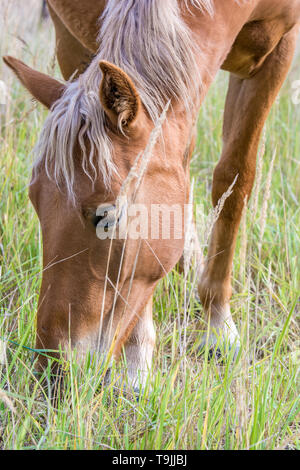 Braun Pferd frisst Gras auf der Weide Stockfoto