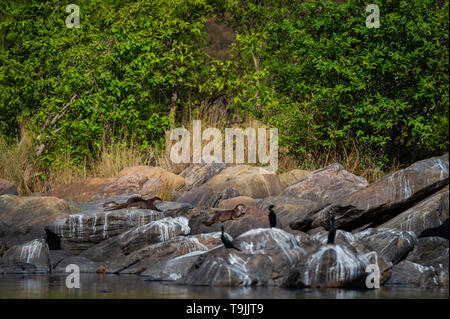 Die Otter der Chambal. Lebensraum Bild von glatten-beschichtete Otter Lutrogale pers Familie Welpen spielen im Morgenlicht auf Felsen mit grünem Hintergrund Stockfoto