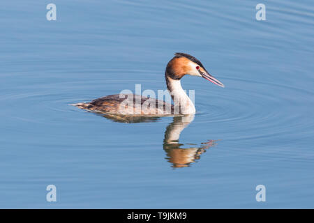 Schwimmen natürliche Haubentaucher (Podiceps cristatus) gespiegelt in Wasser Stockfoto