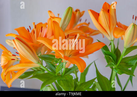 Orange Lilly Blumen mit begrenzten Tiefenschärfe vibrant suchen. Stockfoto