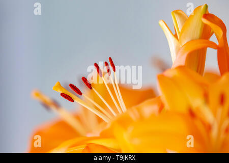 Orange Lilly Blumen mit begrenzten Tiefenschärfe vibrant suchen. Stockfoto