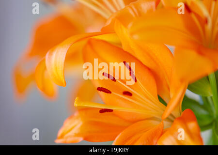 Orange Lilly Blumen mit begrenzten Tiefenschärfe vibrant suchen. Stockfoto