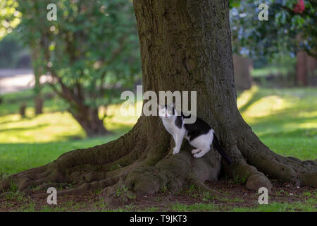 Schwarze und weiße Katze, die in den frühen Morgenstunden stalking Vögel in Abington Park, Northampton, VEREINIGTES KÖNIGREICH 20. Mai 20198,. Stockfoto