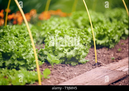 Kopfsalat Pflanzen auf einem Home Gemüsegarten frisch und jung Salat Pflanzen in home Gemüsegarten Stockfoto