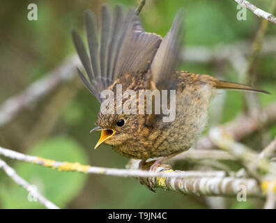 Jugendliche Robin (Erithacus Rubecula) Stockfoto