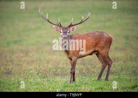 Red Deer stag, die Kamera auf einer grünen Wiese Stockfoto