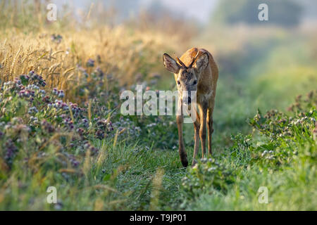 Rehe buck entlang Feld Struktur im sonnigen Sommermorgen. Stockfoto