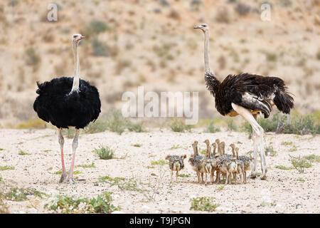 Strauß Familie, Stolz in der Nähe einer Wasserstelle warten auf einen Drink. Kgalagad, Südafrika. Struthio camelus Stockfoto