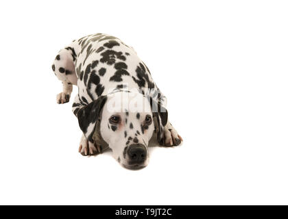 Dalmatiner Hund liegend auf einem weißen Hintergrund isoliert Stockfoto