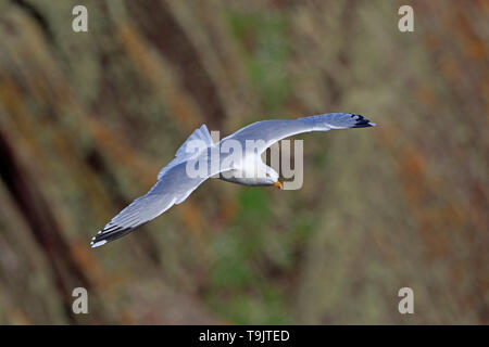 Silbermöwe im Flug auf die Insel Skokholm Wales Stockfoto