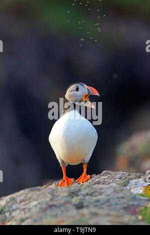 Portrait einer Papageitaucher auf Skokholm Insel Wales Stockfoto