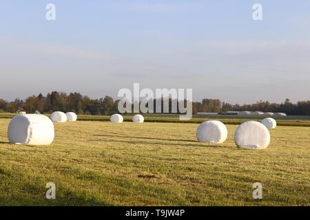 Runde Heuballen aus weißem Kunststoff liegen auf Bauernhof Feld bereit gesammelt werden. Stockfoto