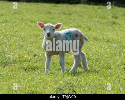 Lleyn Schafe in der Nähe von Kingston Deverill, Wiltshire Stockfoto