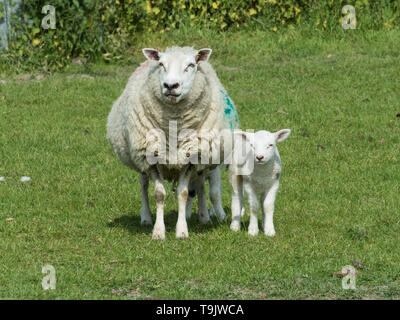 Lleyn Schafe in der Nähe von Kingston Deverill, Wiltshire Stockfoto