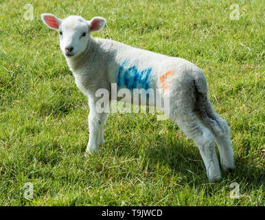 Lleyn Schafe in der Nähe von Kingston Deverill, Wiltshire Stockfoto