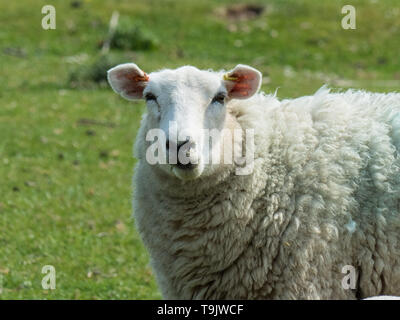 Lleyn Schafe in der Nähe von Kingston Deverill, Wiltshire Stockfoto