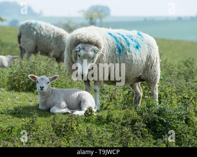 Lleyn Schafe in der Nähe von Kingston Deverill, Wiltshire Stockfoto