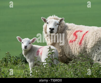 Lleyn Schafe in der Nähe von Kingston Deverill, Wiltshire Stockfoto