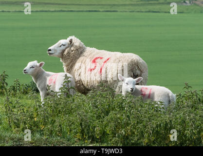 Lleyn Schafe in der Nähe von Kingston Deverill, Wiltshire Stockfoto