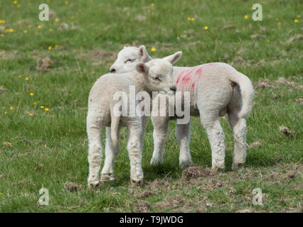 Lleyn Schafe in der Nähe von Kingston Deverill, Wiltshire Stockfoto