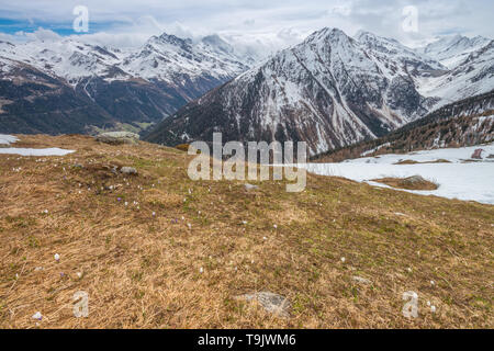 Krokusse blühen, Berg Wildblumen blühen auf den Hängen eines Schweizer Berg Tal. Blick auf die Alpen nach einer Wanderung in der Region Wallis in der Schweiz. Stockfoto