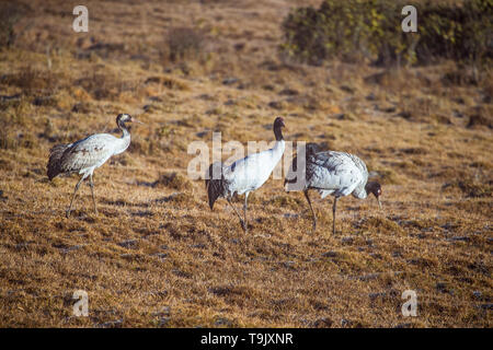 Gruppe von Black-necked Crane in Phobjikha Tal im Winter Stockfoto