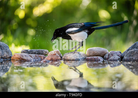 Magpie (Pica Pica) auf ihrer Jagd nach Essen, um die nestlinge, hier Springen auf den Felsen am Teich Stockfoto