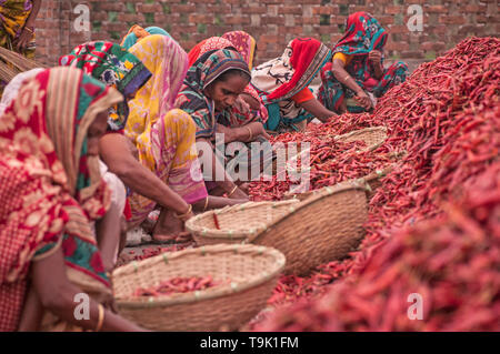 Bogra, Bangladesch. 05. april 2019. Frauen in Bangladesch verarbeiten und trocknen roten Chili unter der Sonne auf einem roten Chili-Trockenfeld am Stadtrand von Stockfoto