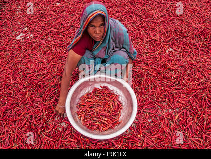 Bogra, Bangladesch. 05. april 2019. Frauen in Bangladesch verarbeiten und trocknen roten Chili unter der Sonne auf einem roten Chili-Trockenfeld am Stadtrand von Stockfoto