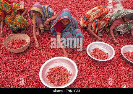 Bogra, Bangladesch. 05. april 2019. Frauen in Bangladesch verarbeiten und trocknen roten Chili unter der Sonne auf einem roten Chili-Trockenfeld am Stadtrand von Stockfoto