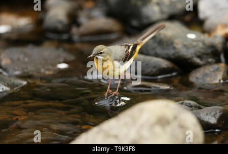Eine atemberaubende Gebirgsstelze, Motacilla cinerea, stehend auf einem Felsen in der Mitte von einem Fluss Jagd um für Insekten zu essen. Stockfoto