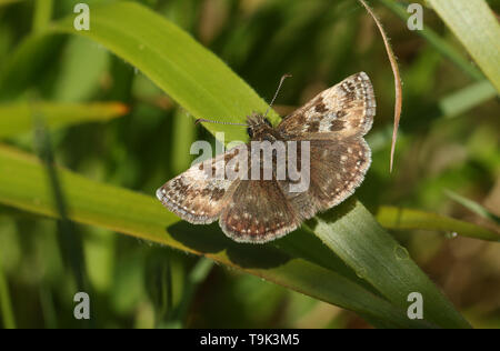 Ein ziemlich schmuddelig Skipper Schmetterling, erynnis Tages, hocken auf einem Grashalm. Stockfoto