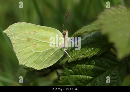 Ein hübsches, Zitronenfalter Gonepteryx rhamni, thront auf einem dornbusch Blatt. Stockfoto