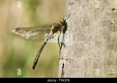 Eine neu entstandene Downy Emerald Dragonfly, Cordulia aenea, auf einem Baumstamm thront. Stockfoto