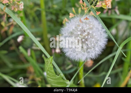 Schließen Sie herauf Foto der weißen braunen Samen der Löwenzahn und Stammzellen gegen grüne Gras. Stockfoto