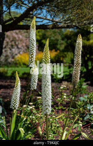 Eremurus Himalaicus, Himalayan foxtail Lily, Asphodelaceae. Weiß bottlebrush Blumen. Stockfoto