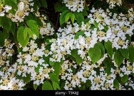 Viburnm plicatum tomentosum Lanarth, Japanischer Schneeball Lanarth, Adoxaceae. Stockfoto