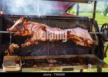 Ein Schwein gegrillt traditionelle Kohle und Feuer. Das kleine Schweinchen ist gebratene ganze auf einem offenen Feuer. Schwein am Spieß Spanferkel Grill Tradition in Österreich Stockfoto