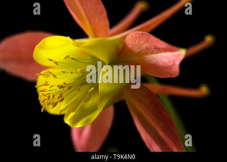 Nahaufnahme von Columbine oder Aquiliegia Blume, gelb und orange. Stockfoto