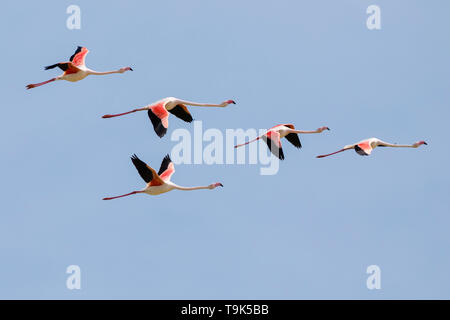 Scharen von Flamingos, Phoenicopterus roseus, fliegen in der Camargue, Frankreich. Stockfoto