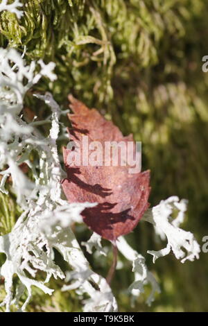 Eichenmoos Flechten (Evernia prunastri) wächst auf einem alten Silber Birkenstamm. Natürliche Hintergrund. Muir von Dinnet, Cairngorms, Schottland, Großbritannien. Stockfoto