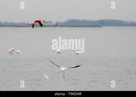 Scharen von Flamingos, Phoenicopterus roseus, in der Camargue, Frankreich. Stockfoto