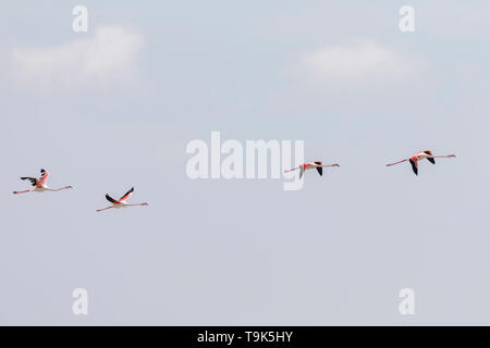 Scharen von Flamingos, Phoenicopterus roseus, fliegen in der Camargue, Frankreich. Stockfoto